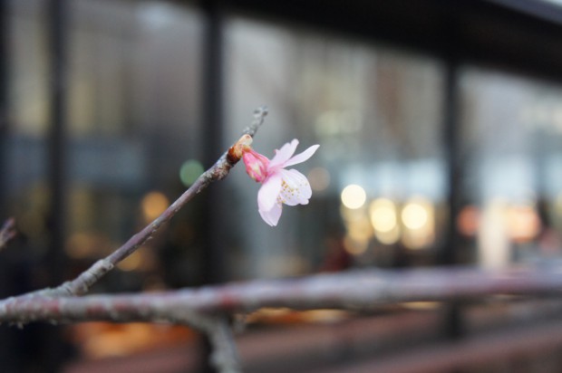 sakura