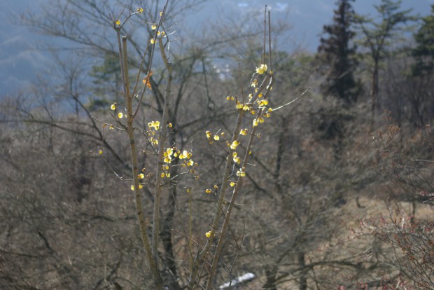 ume